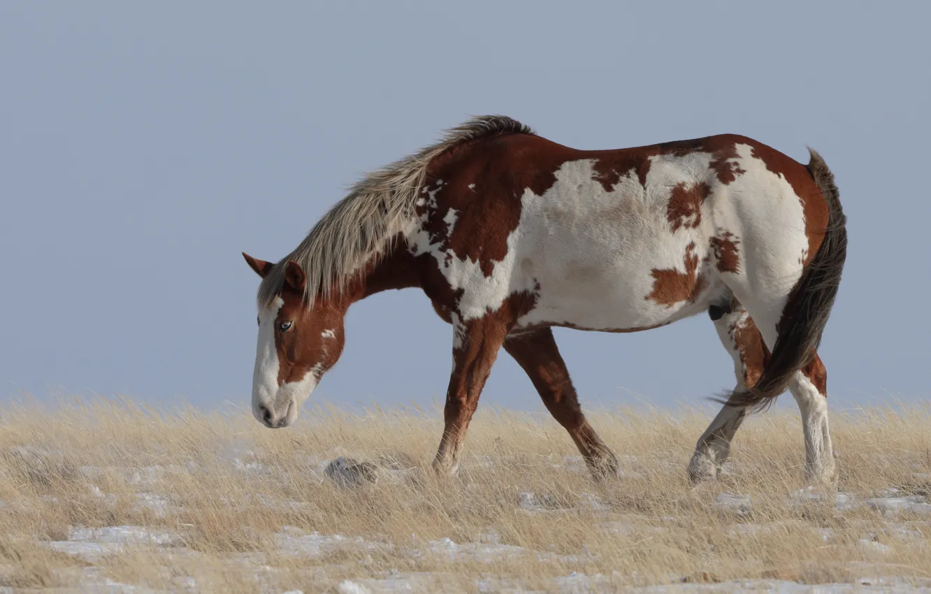 Photo wallpaper field, background, horse, horse, walk, piebald