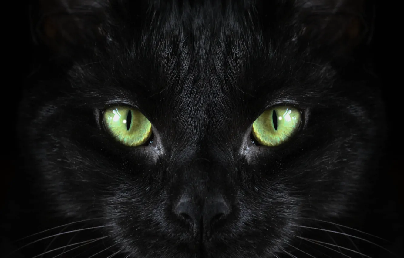 Photo wallpaper black, cat, Macro, green eyed