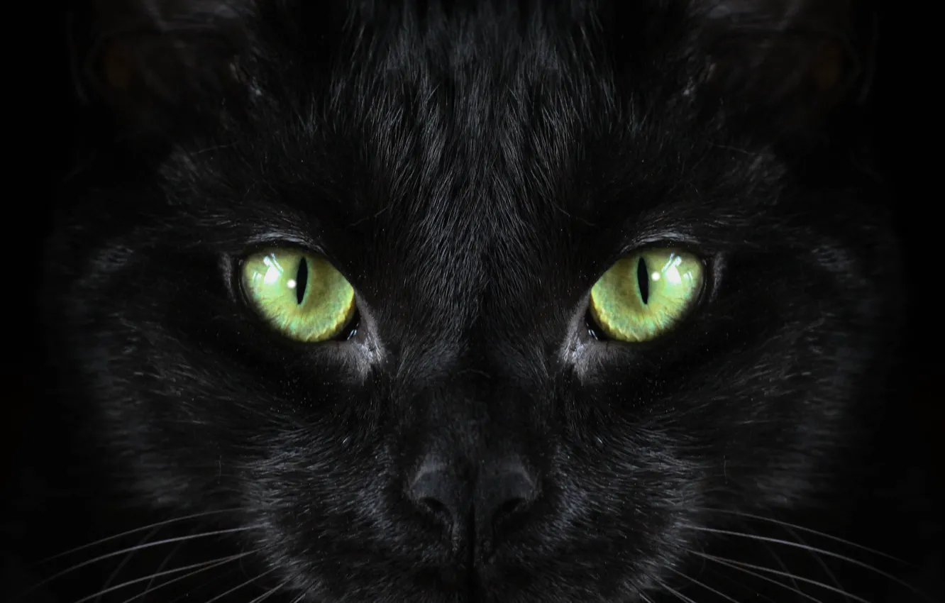 Photo wallpaper black, cat, macro, green eyed