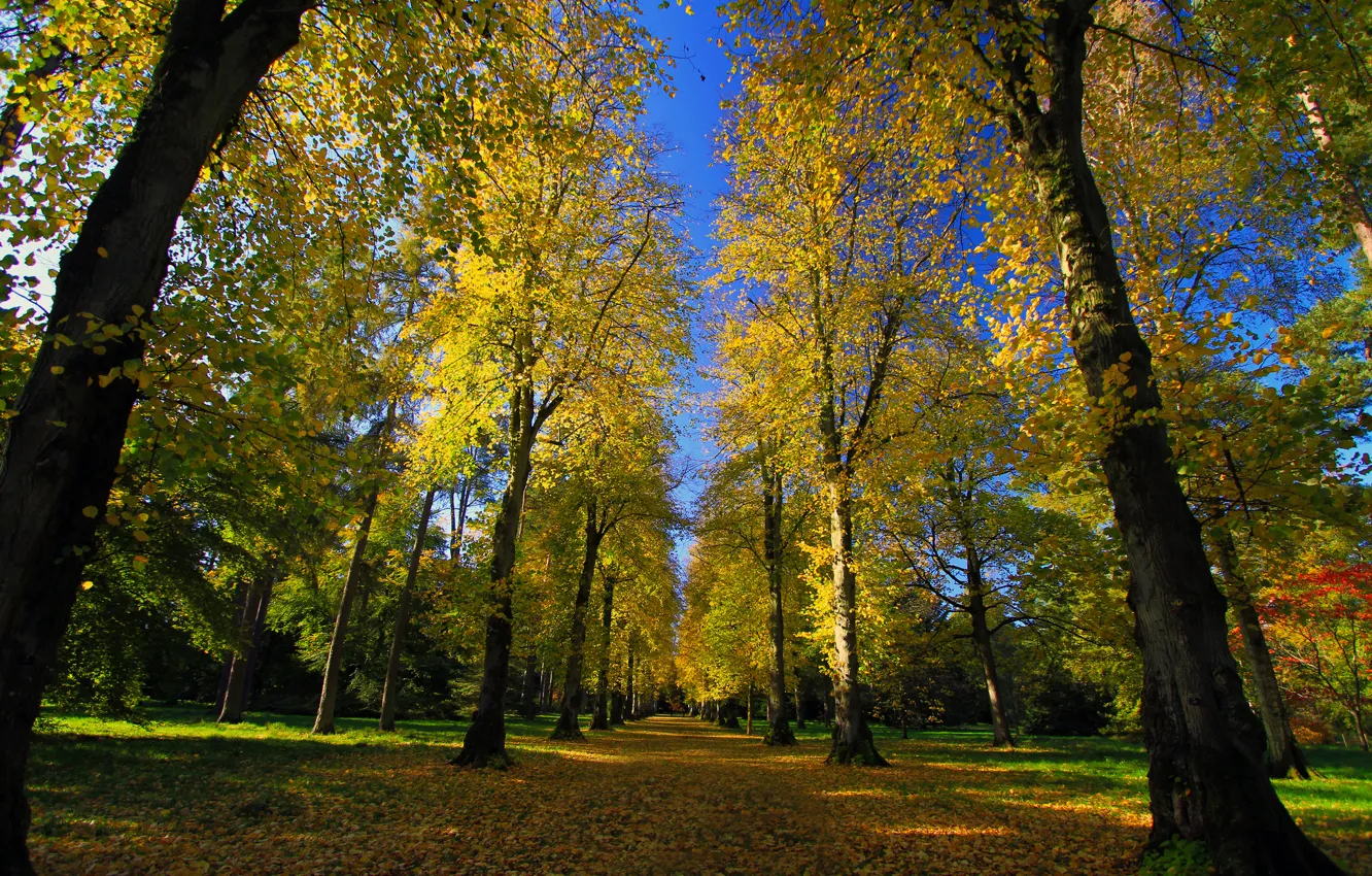 Photo wallpaper road, autumn, Park, alley, arboretum