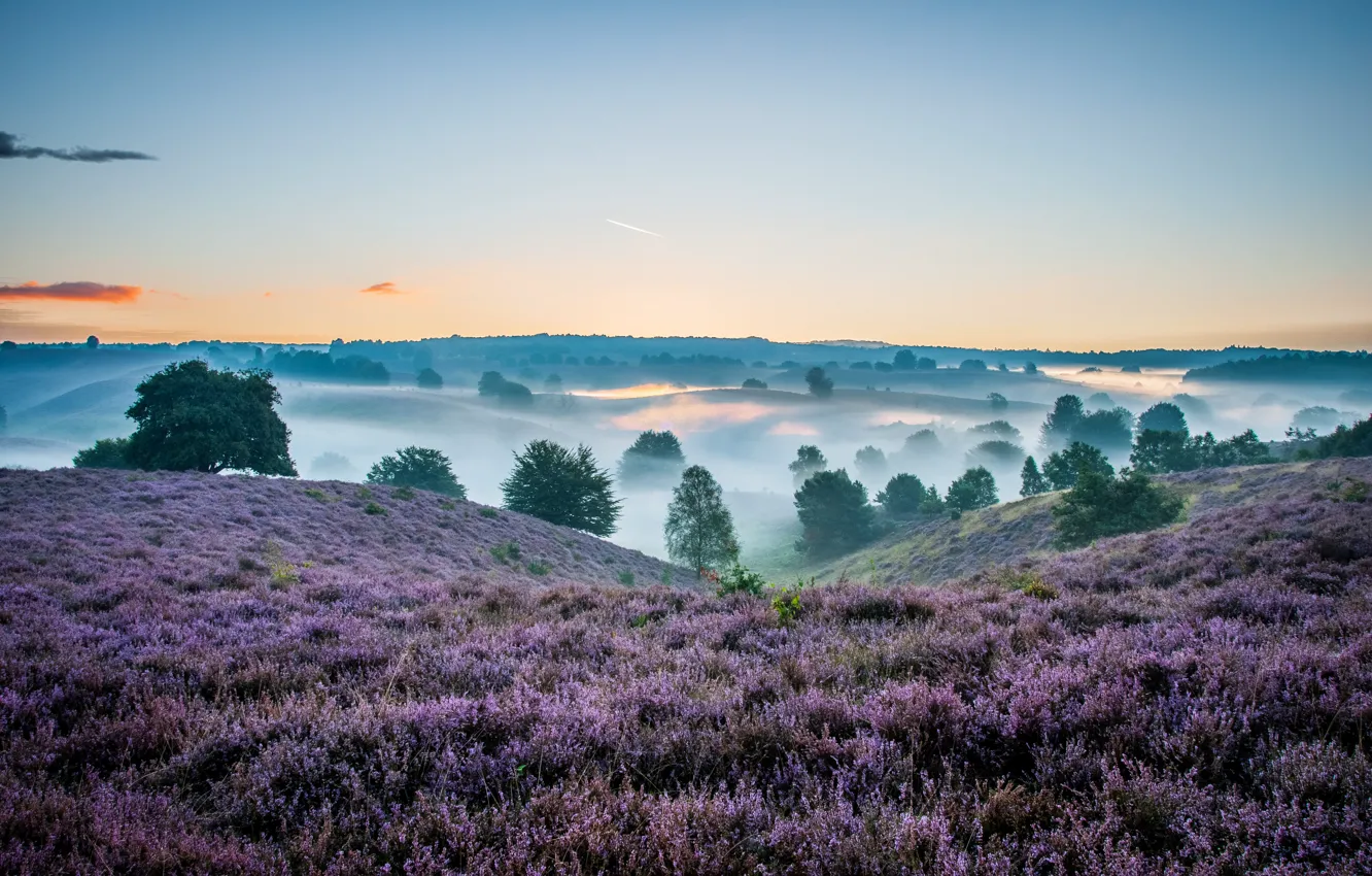 Photo wallpaper green, forest, trees, nature, panorama, park, beautiful, clouds
