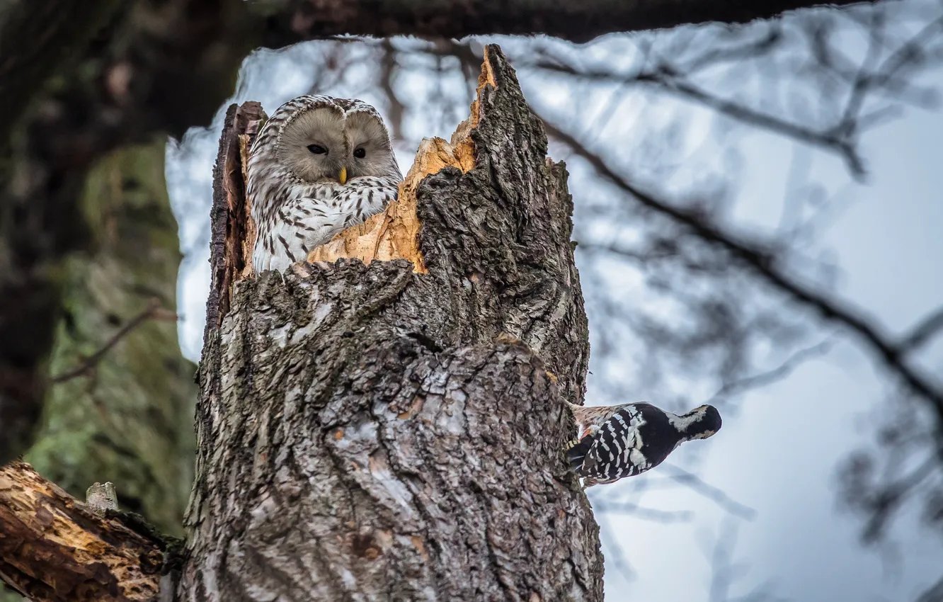 Photo wallpaper trees, nature, owl, bird, woodpecker, trunk, the hollow
