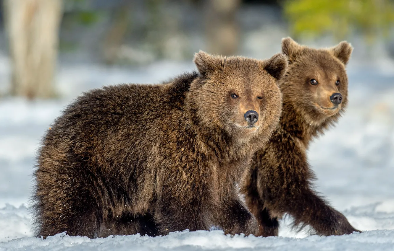 Photo wallpaper winter, snow, nature, animal, predator, bear, pair, beast