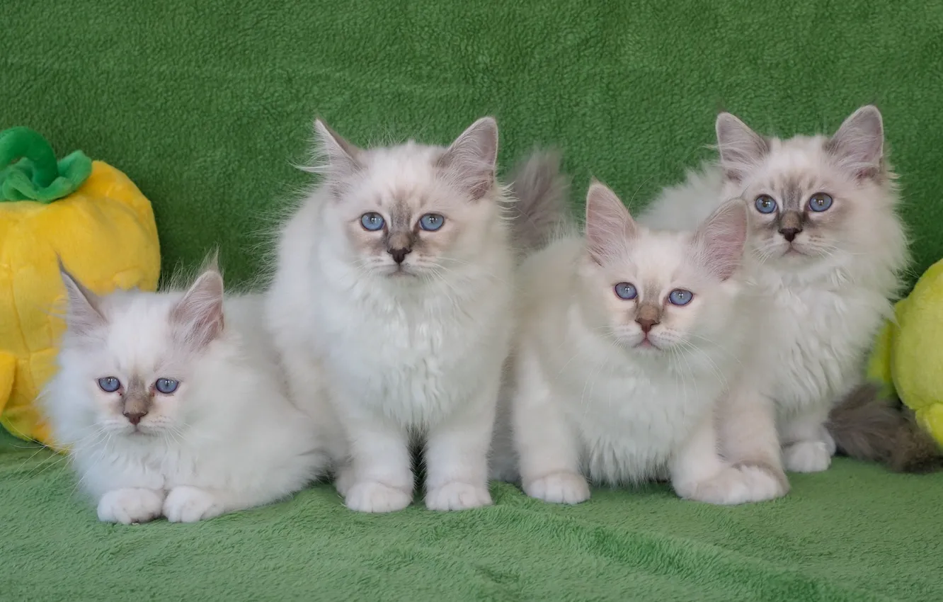 Photo wallpaper kittens, Quartet, Ragdoll