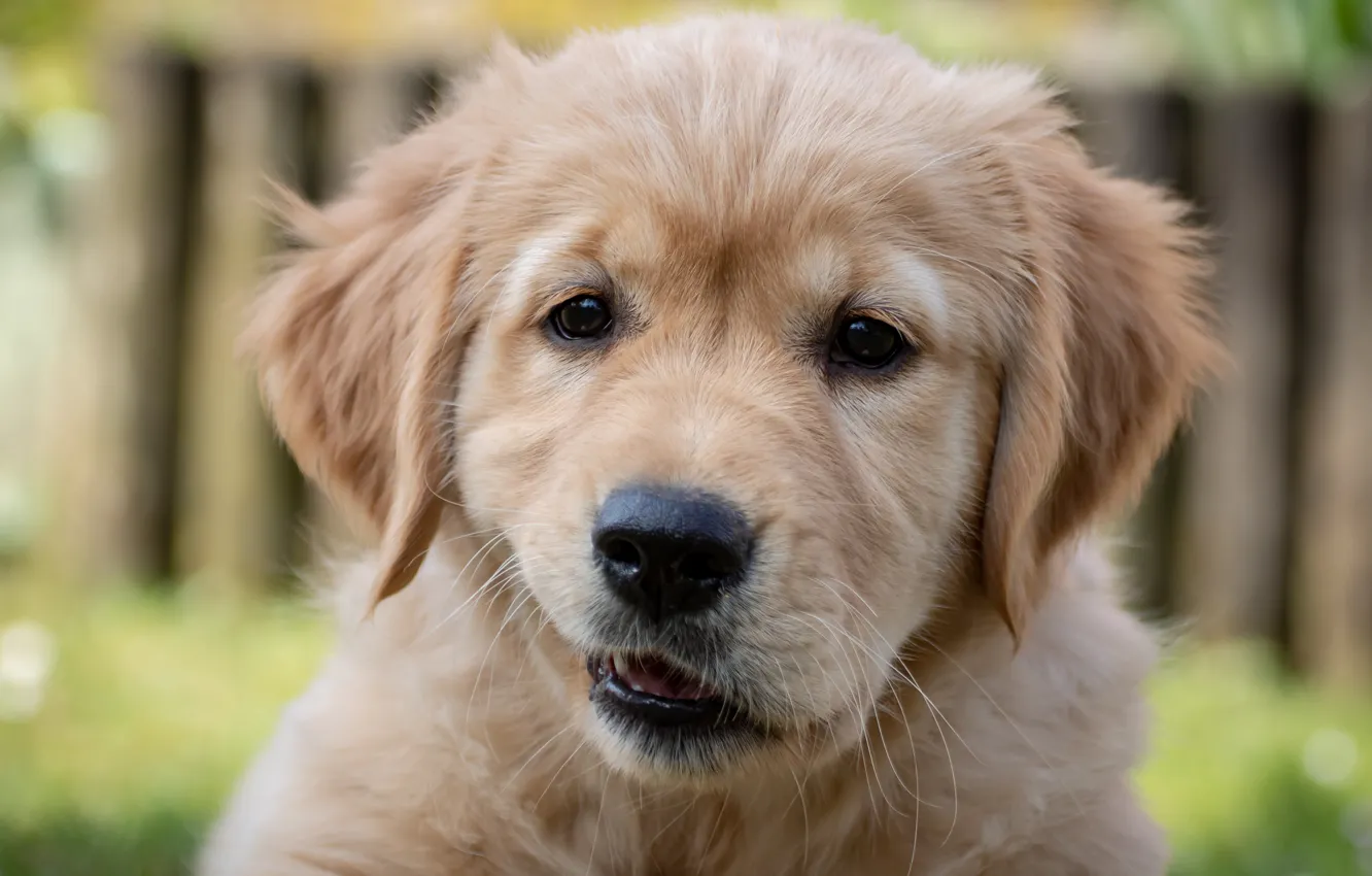 Photo wallpaper look, face, background, the fence, dog, baby, puppy, face