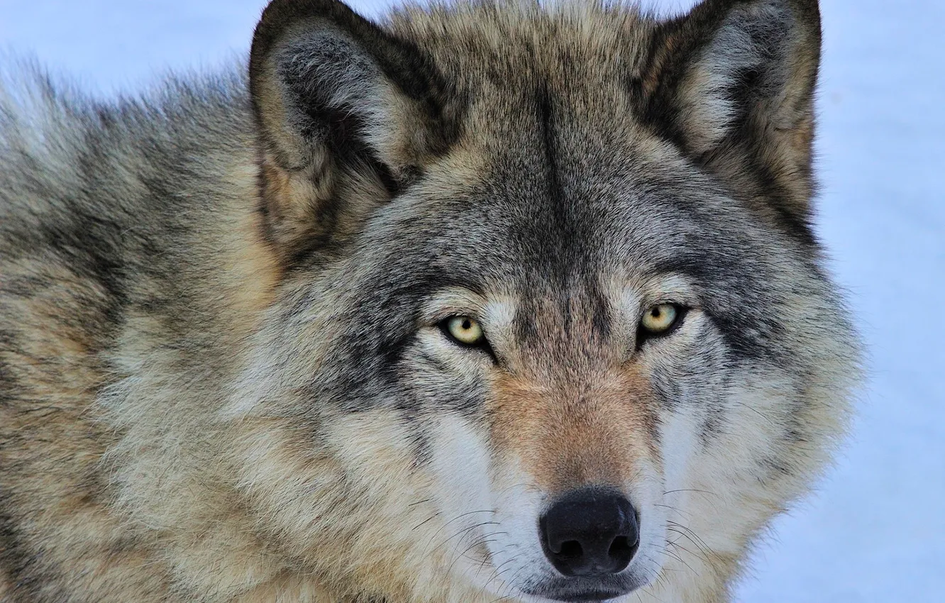 Photo wallpaper eyes, face, grey, predator, Wolf
