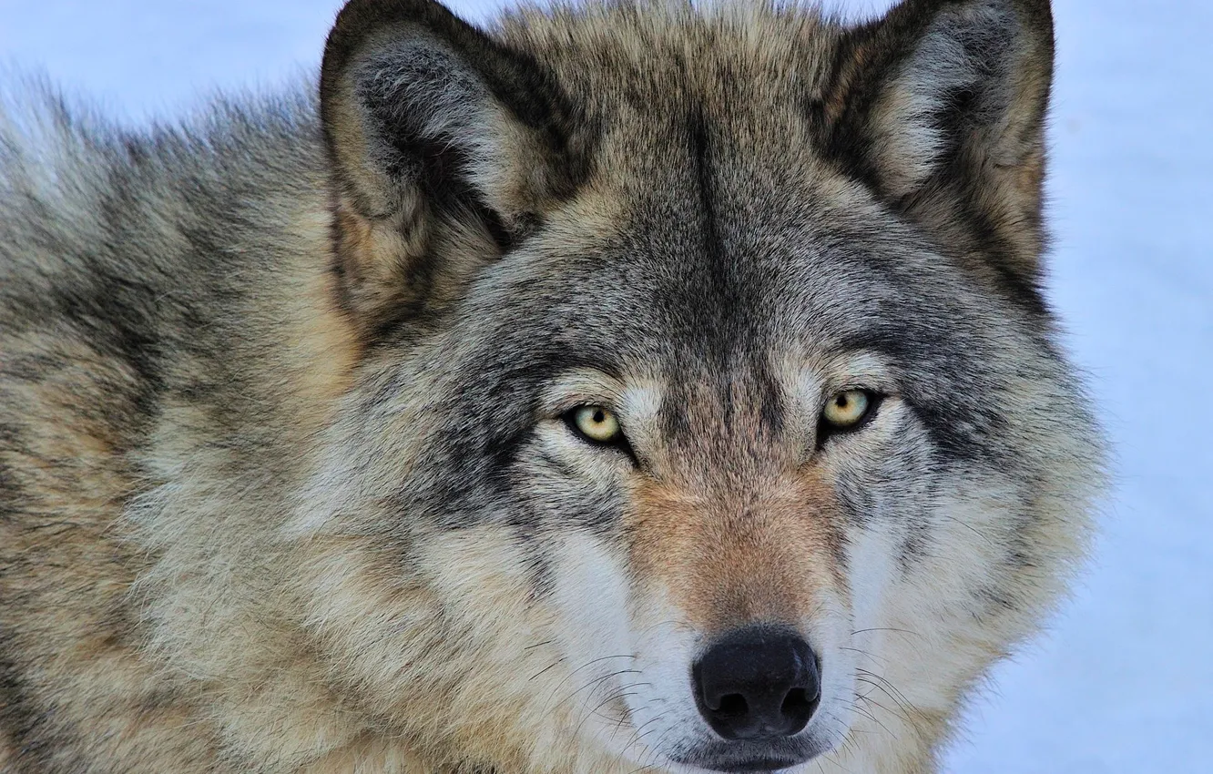 Photo wallpaper eyes, face, grey, wolf, predator