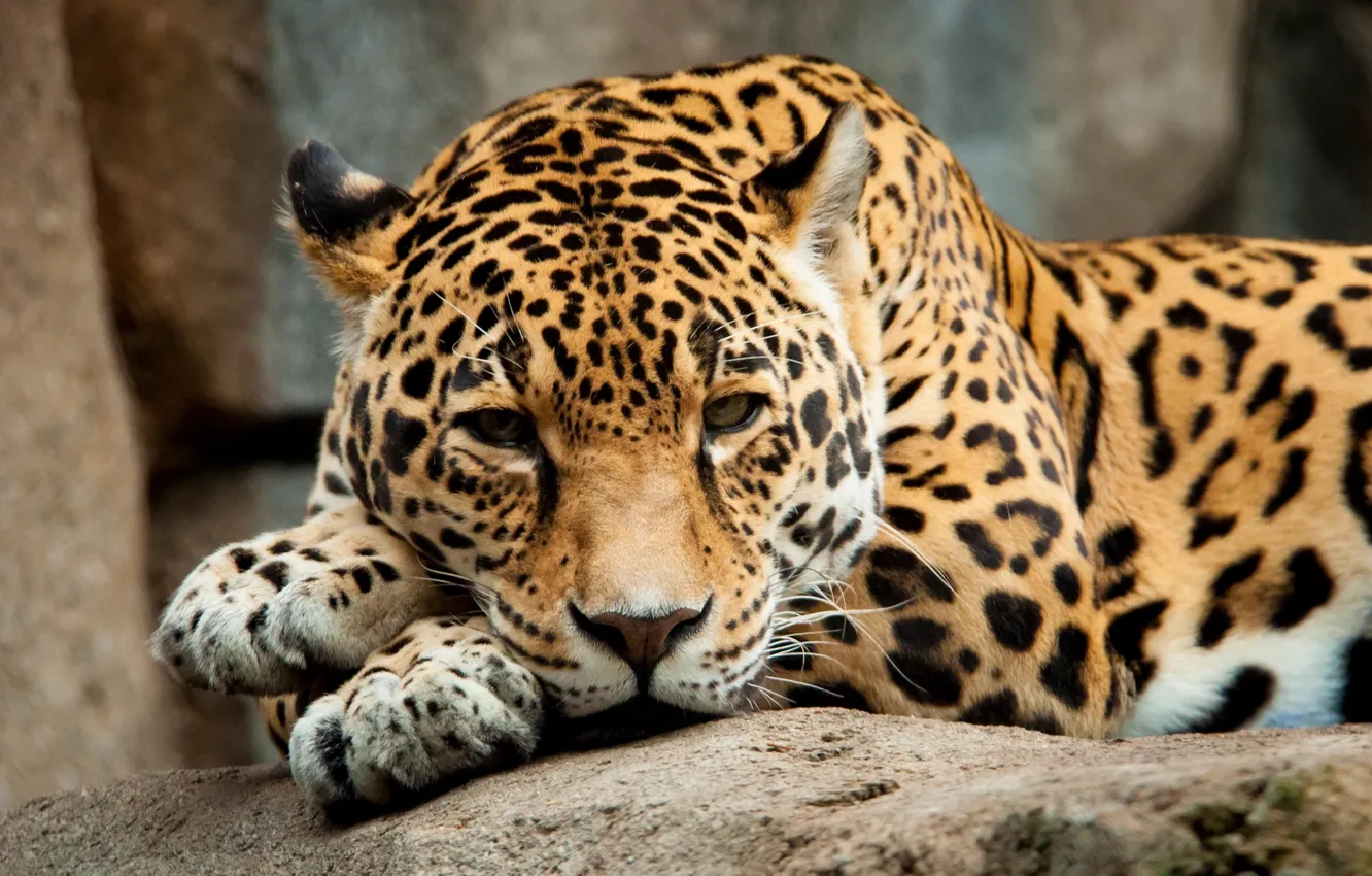 Photo wallpaper look, stay, predator, Jaguar
