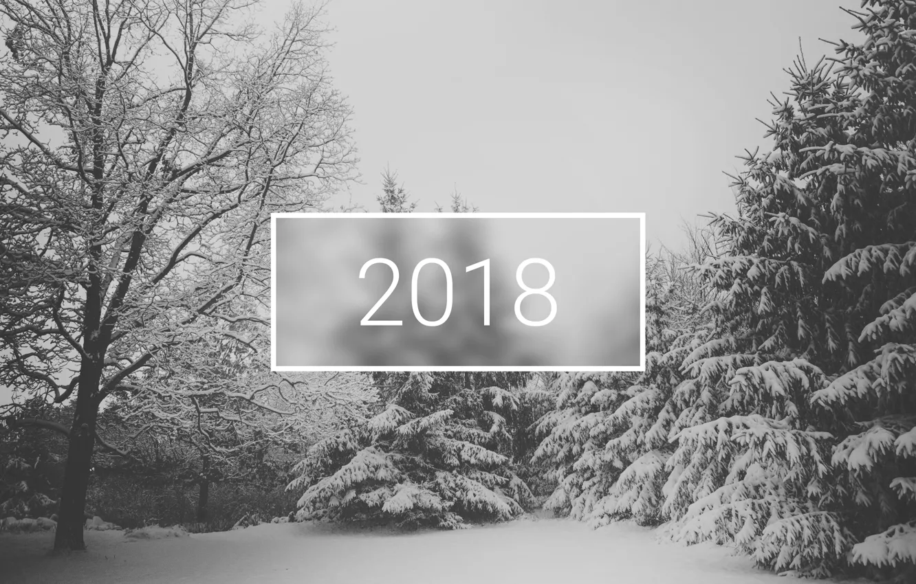 Photo wallpaper wallpaper, white, christmas, new year, trees, winter, snow, minimalistic