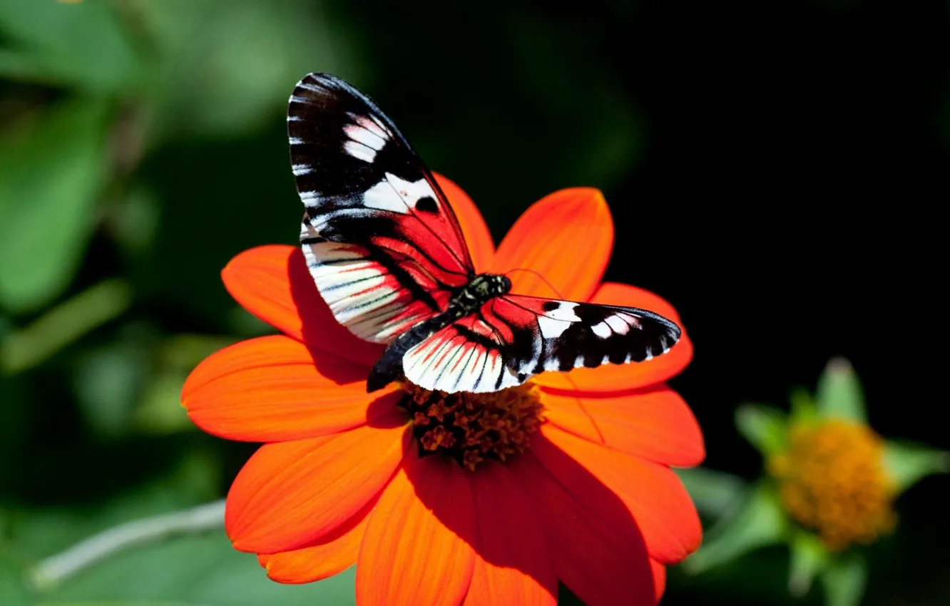 Photo wallpaper Butterfly, butterfly, flowering time