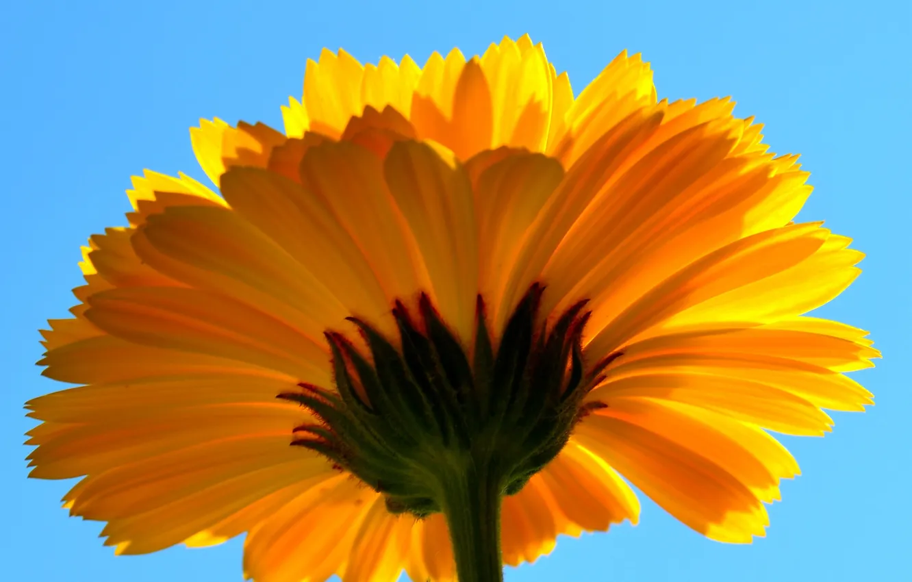 Photo wallpaper the sky, flowers, nature, petals