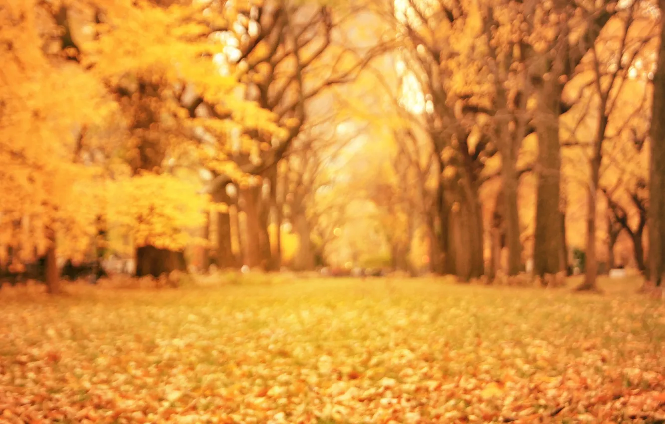 Photo wallpaper autumn, leaves, trees, orange, yellow, nature, Park, blur