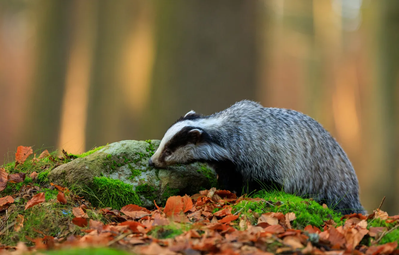 Photo wallpaper autumn, nature, pose, stones, foliage, bokeh, badger