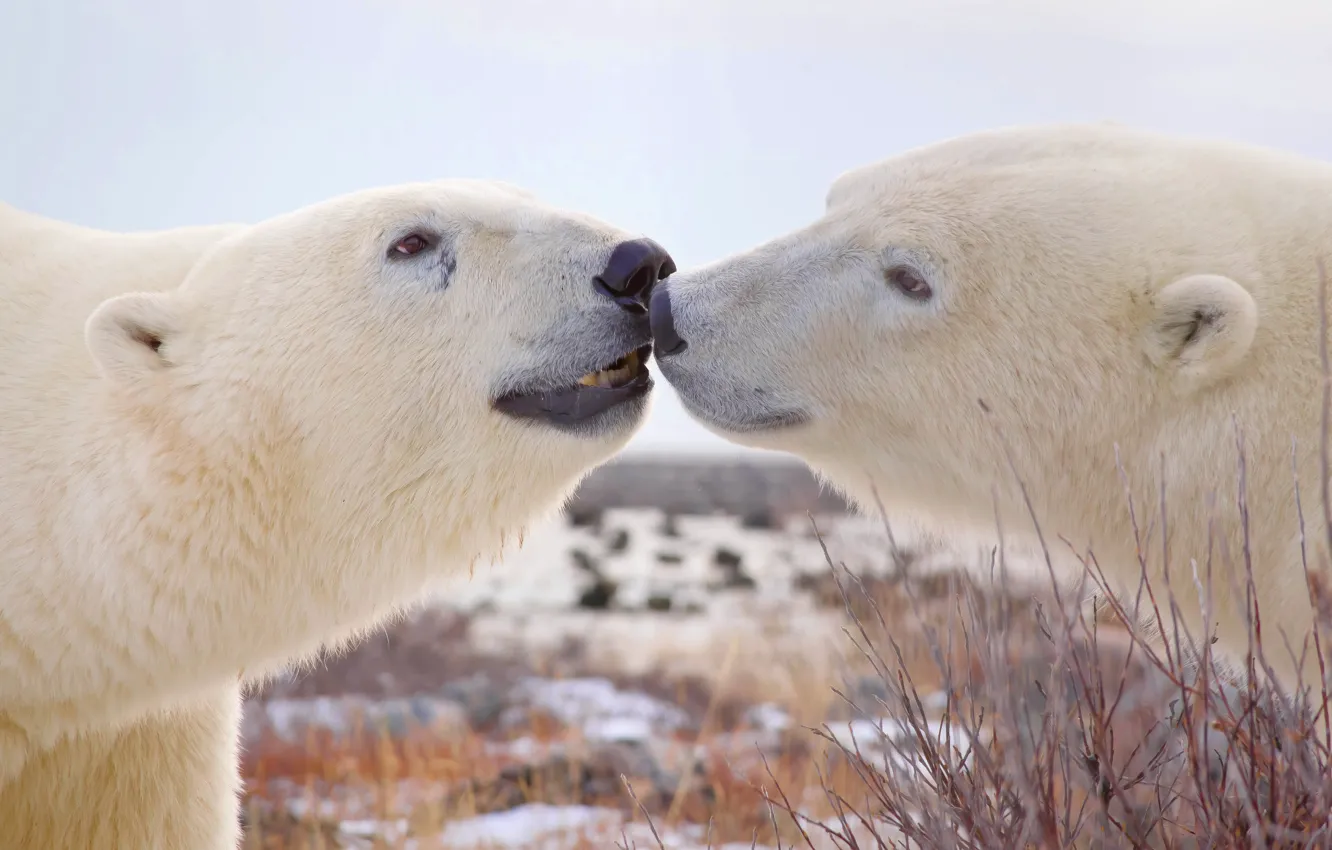 Photo wallpaper a couple, muzzle, Polar bears, Polar bears