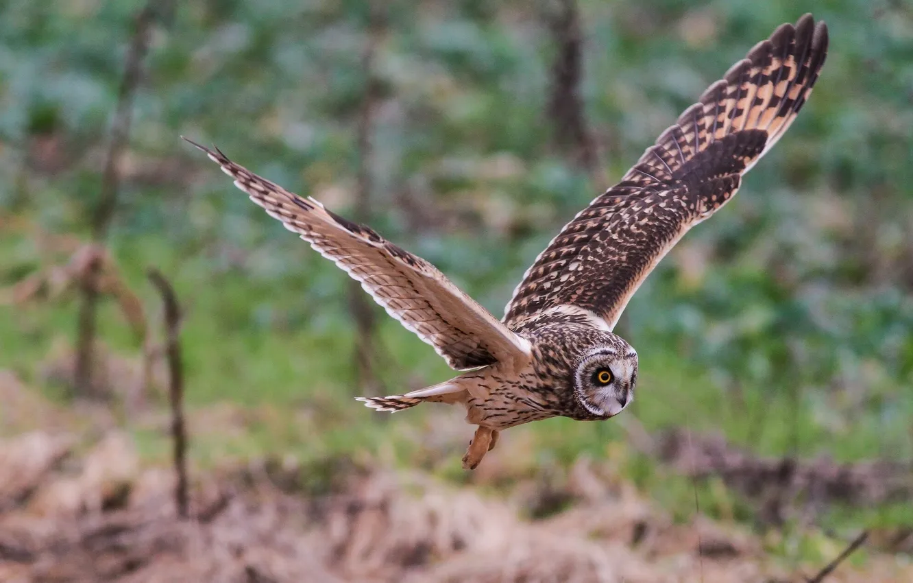 Photo wallpaper wings, flight, Short-eared owl