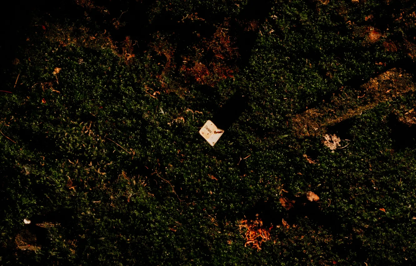 Photo wallpaper computer, nature, keyboard, painting, moss grass