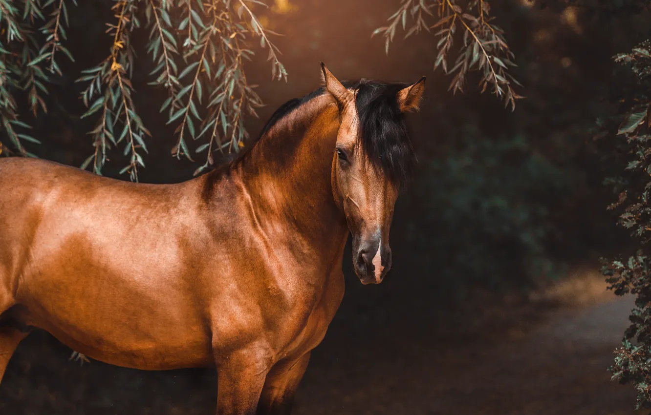 Photo wallpaper look, face, leaves, branches, nature, Park, the dark background, horse