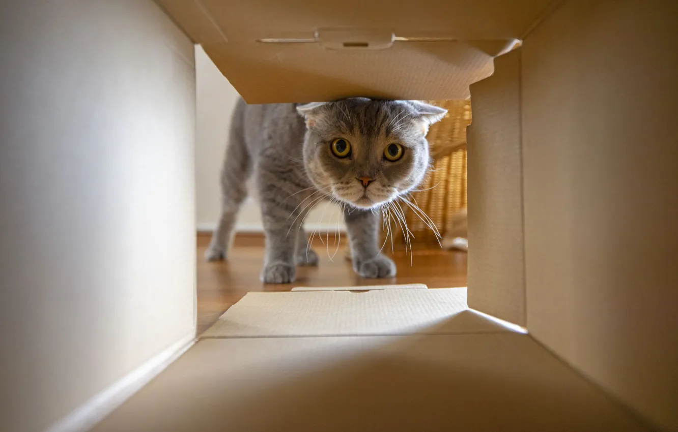 Photo wallpaper cat, cat, look, grey, room, box, the game, cardboard