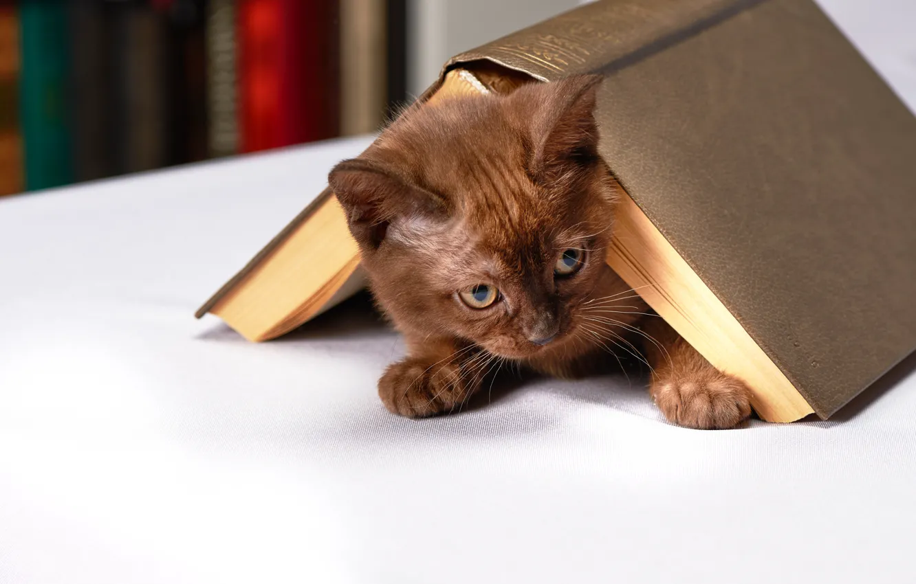 Photo wallpaper cat, look, pose, table, background, the game, light, hide and seek