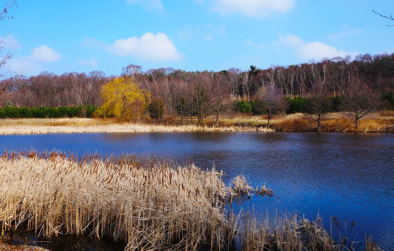 Photo wallpaper water, park, lake