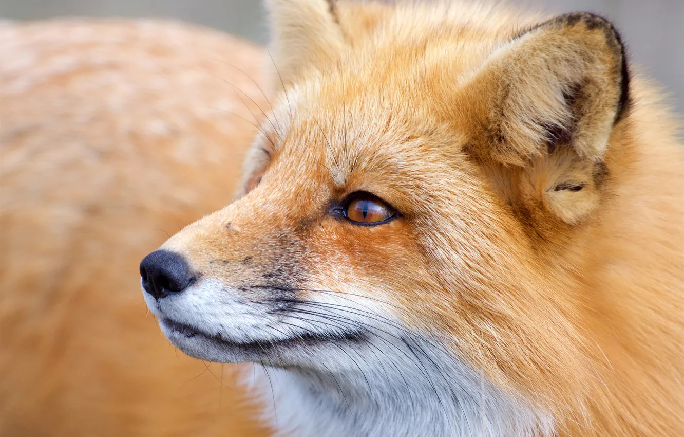 Photo wallpaper face, Fox, red