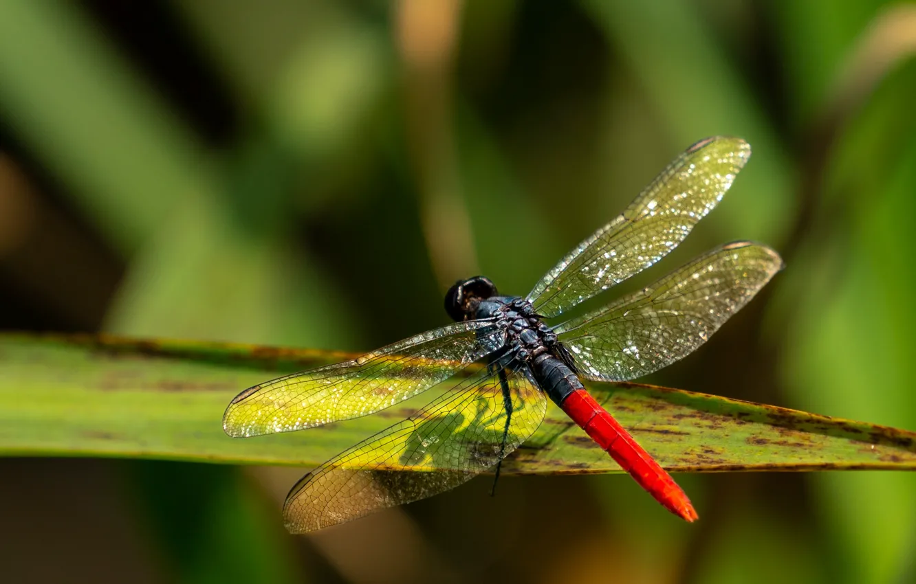Photo wallpaper leaves, macro, light, red, leaf, dragonfly, insect, green background
