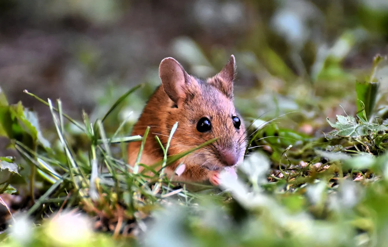 Photo wallpaper grass, leaves, mouse, rodent, vole