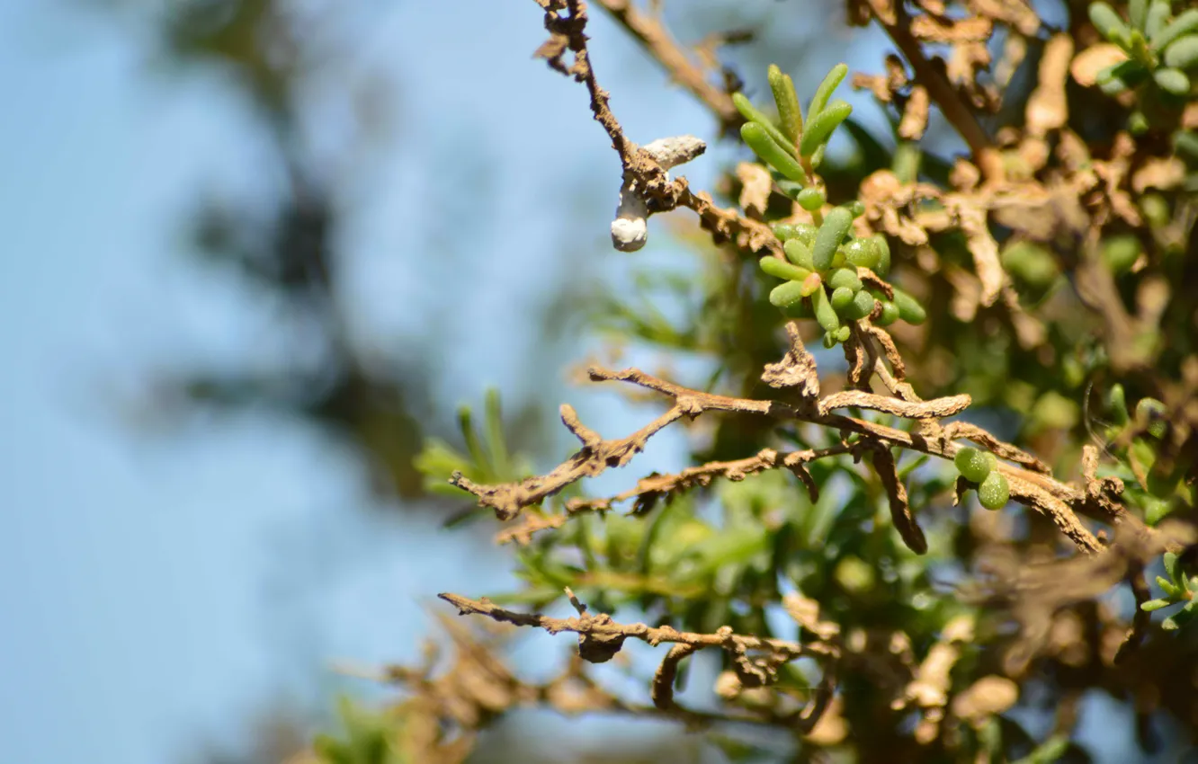Photo wallpaper green, nature, small