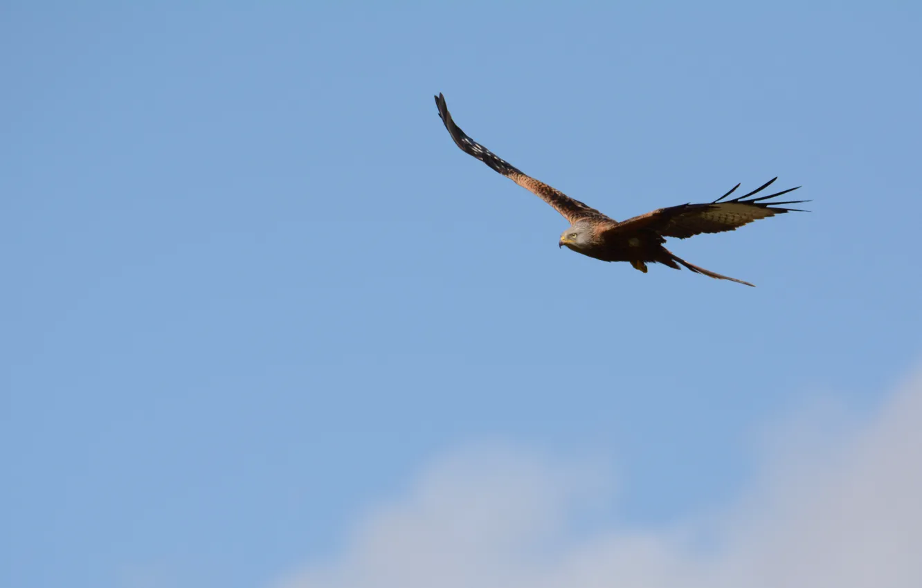 Photo wallpaper the sky, flight, bird, eagle