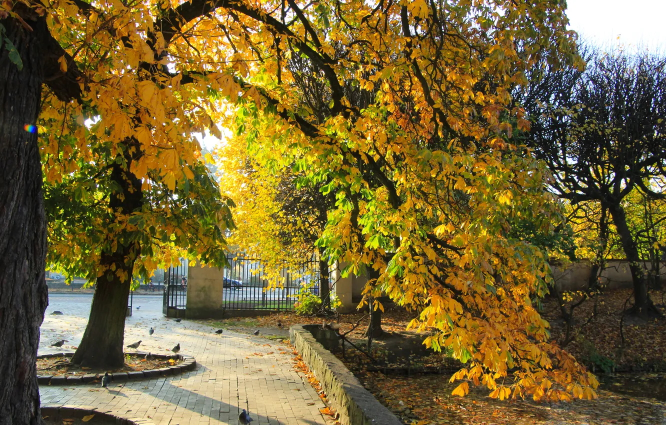 Photo wallpaper trees, park, autumn, fall