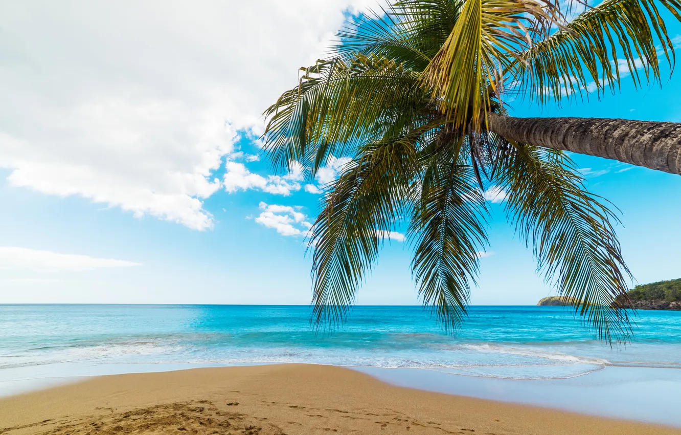 Photo wallpaper sand, sea, wave, beach, summer, the sky, palm trees, shore