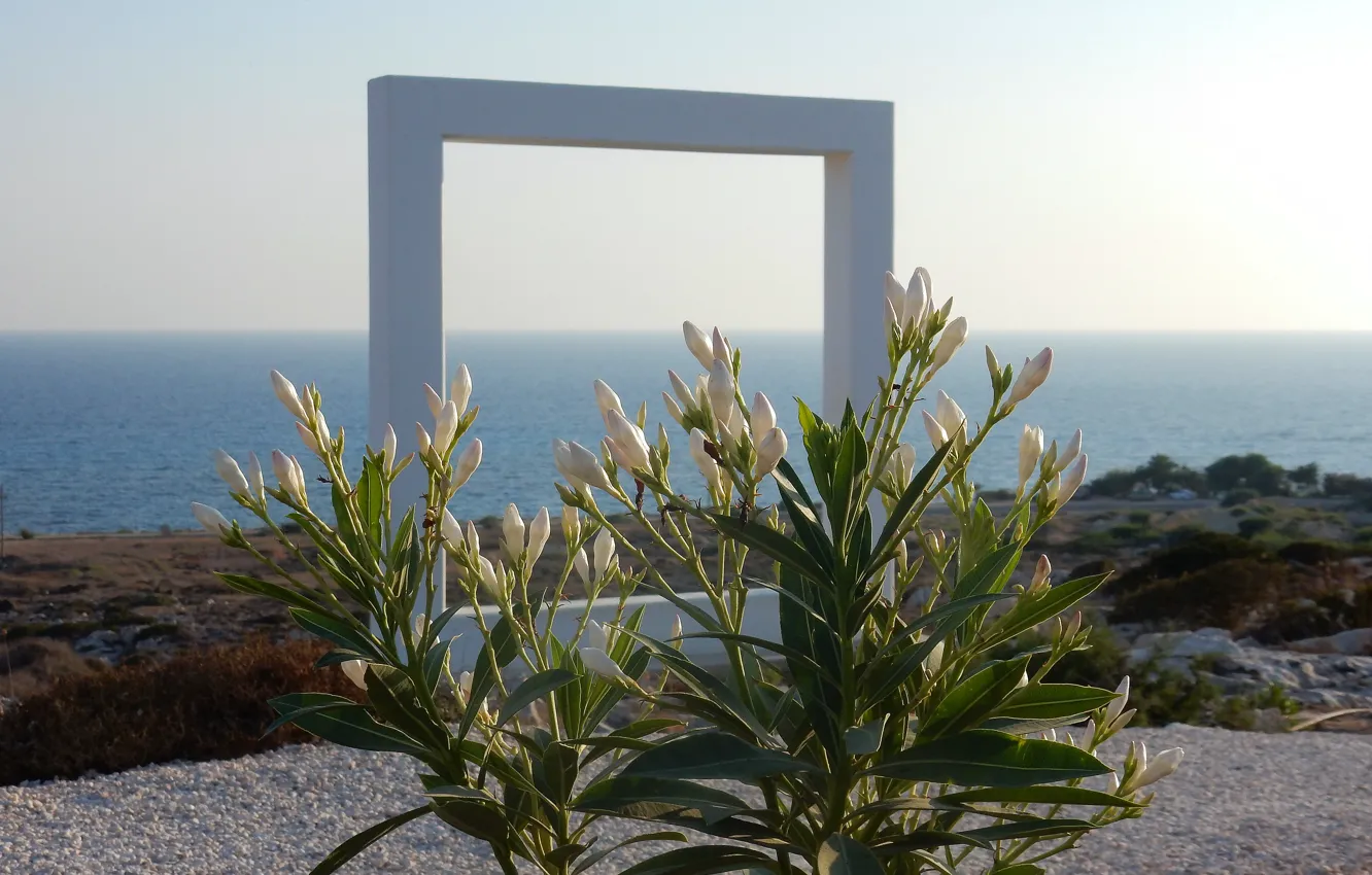 Photo wallpaper sea, the sky, grass, landscape, flowers, widescreen, Wallpaper, plants