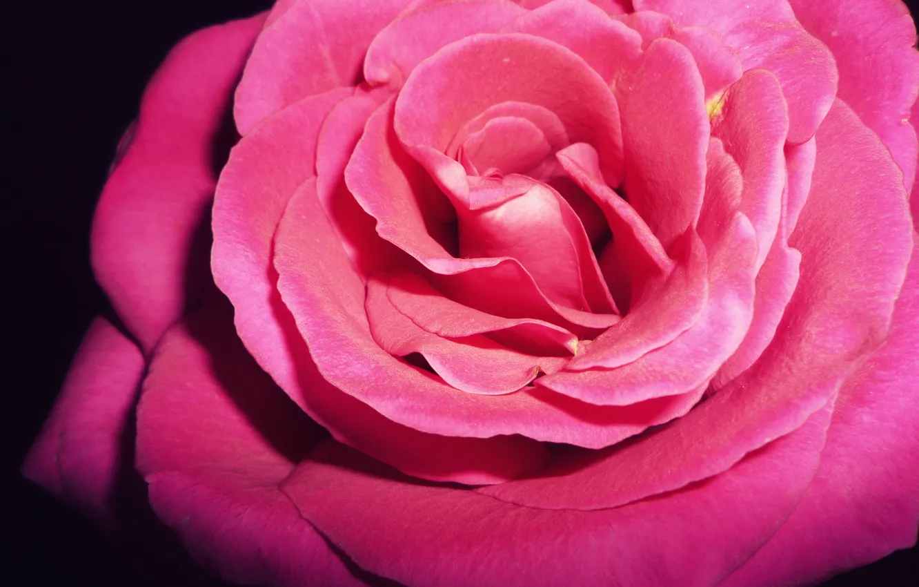 Photo wallpaper flowers, nature, plant, roses, flora