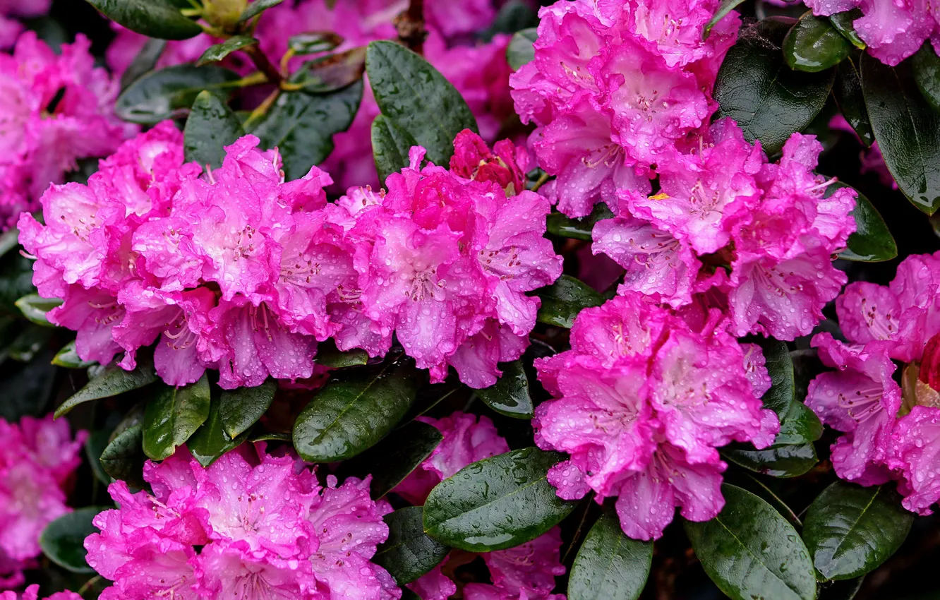 Photo wallpaper drops, pink, Azalea, rhododendrons