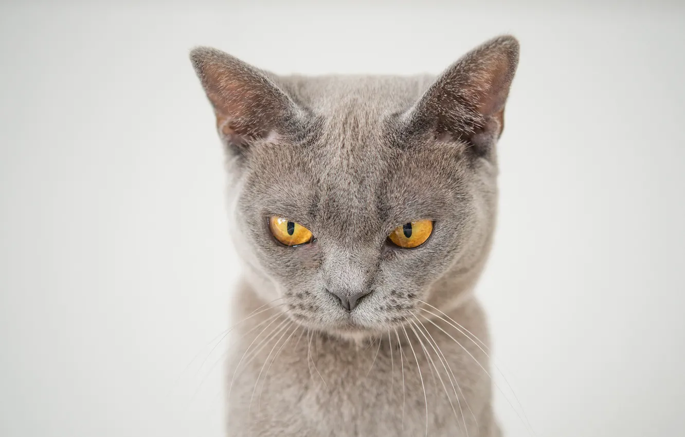 Photo wallpaper muzzle, yellow eyes, grey cat, grumpy cat