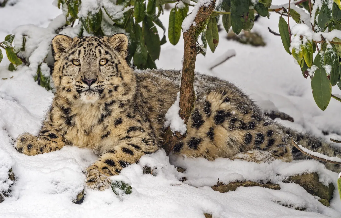 Photo wallpaper snow leopard, Predator, animal, big cat