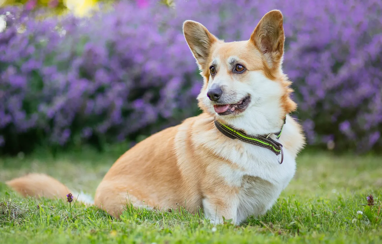 Photo wallpaper language, summer, grass, look, flowers, Park, glade, dog