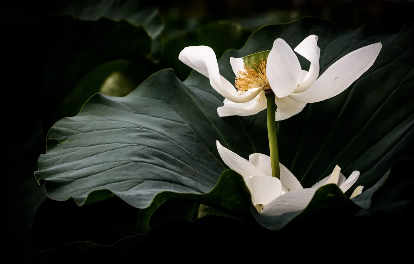 Photo wallpaper white, flower, leaves, the dark background, petals, Lotus