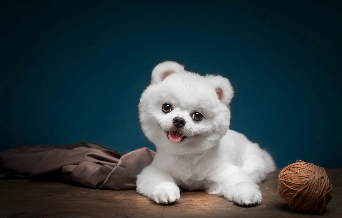 Photo wallpaper tangle, animal, dog, puppy, fabric, dog