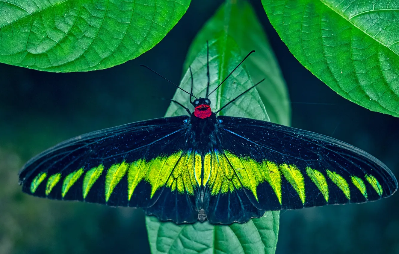 Photo wallpaper green leaves, butterfly, wings, beautiful, closeup