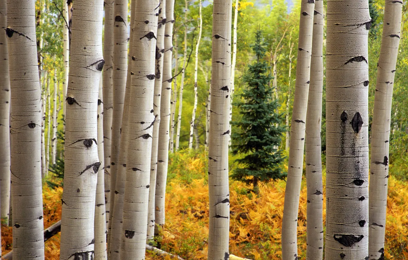 Photo wallpaper autumn, forest, trees, spruce, trunk, birch, aspen