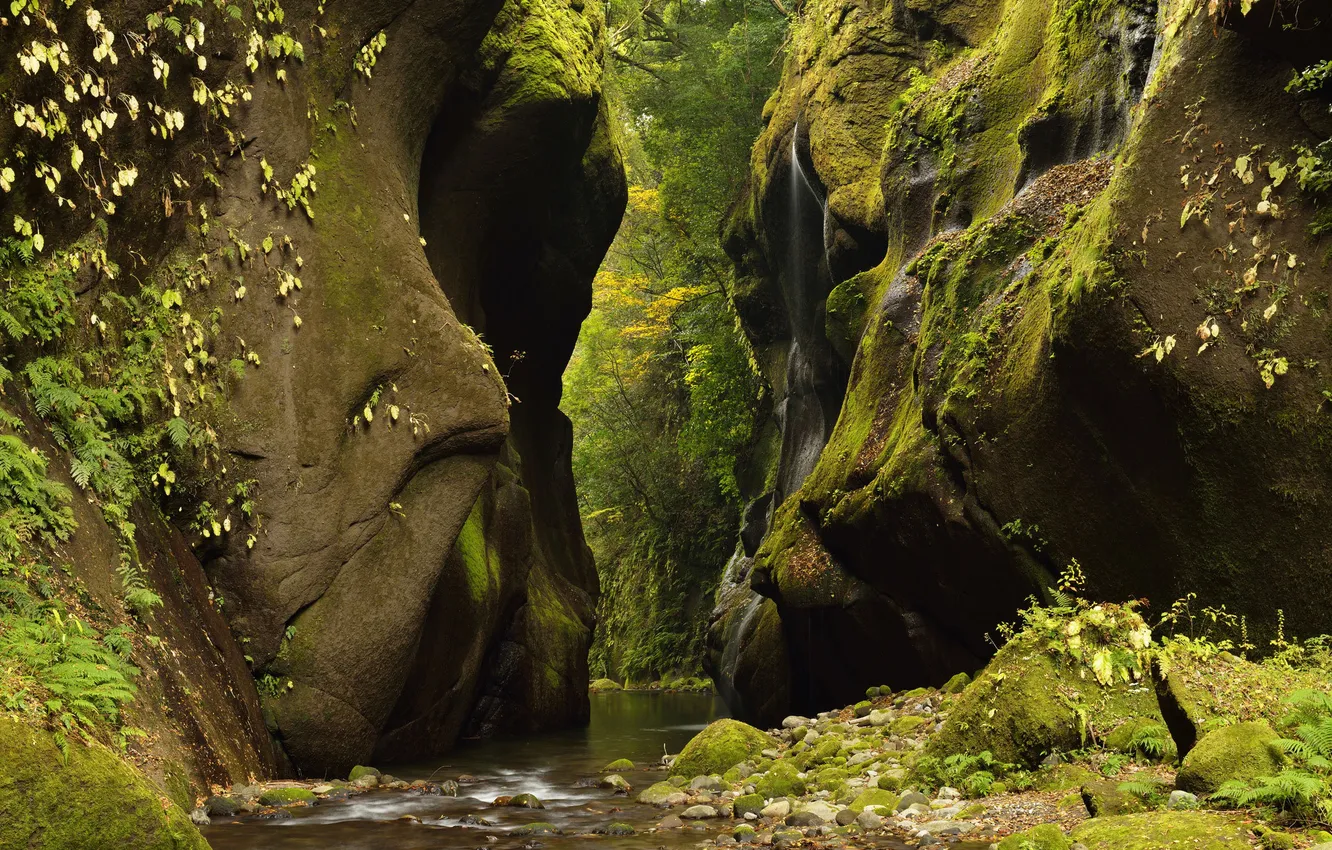 Photo wallpaper forest, river, stream, stones, rocks, gorge