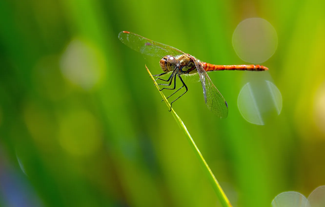 Photo wallpaper a blade of grass, bokeh, dragonfly