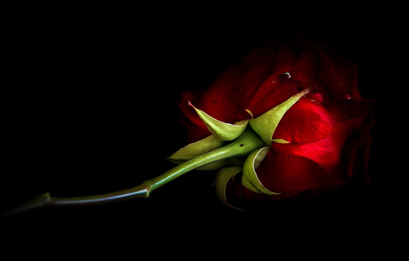 Photo wallpaper flowers, red, one, roses, treatment, stem, lies, black background
