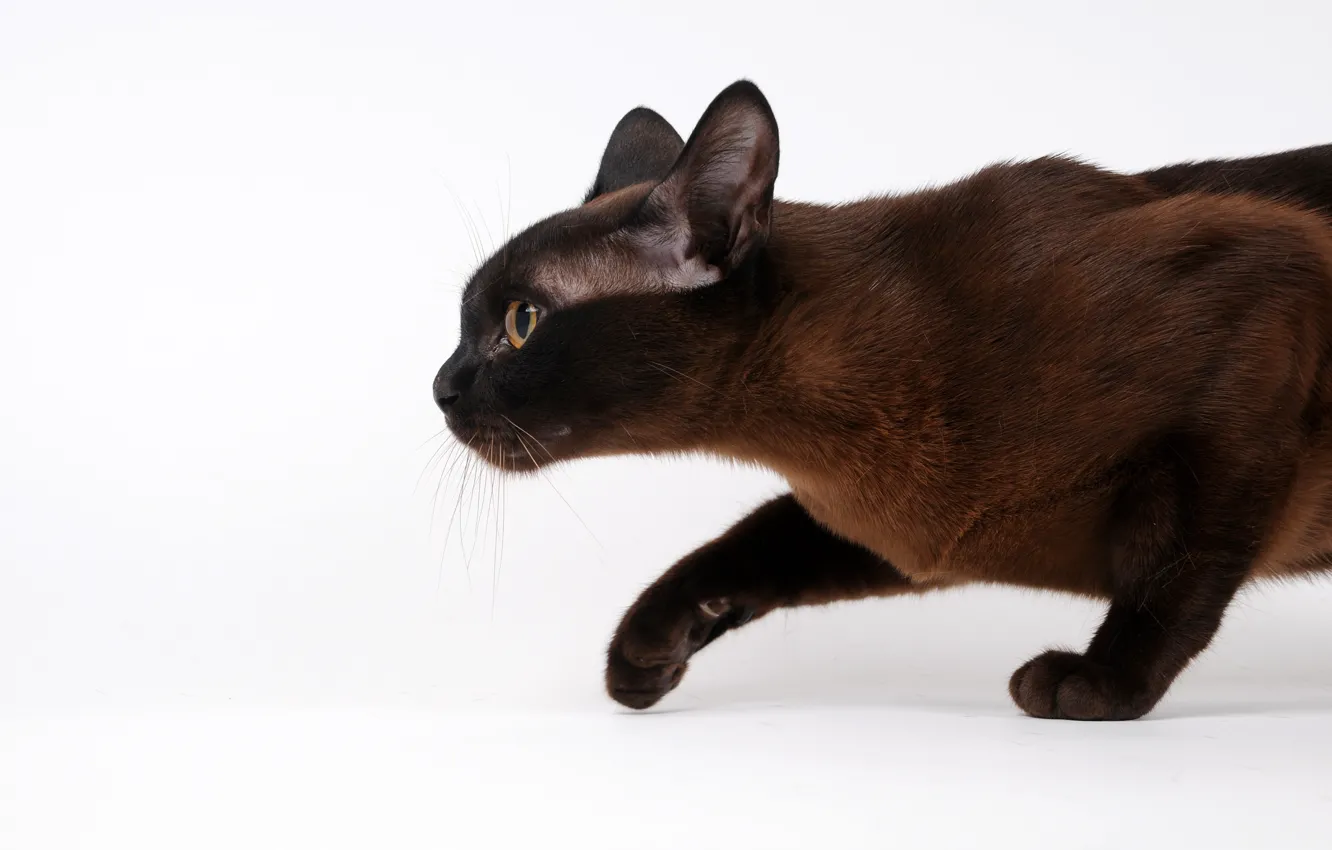 Photo wallpaper cat, profile, sneaks, Siamese