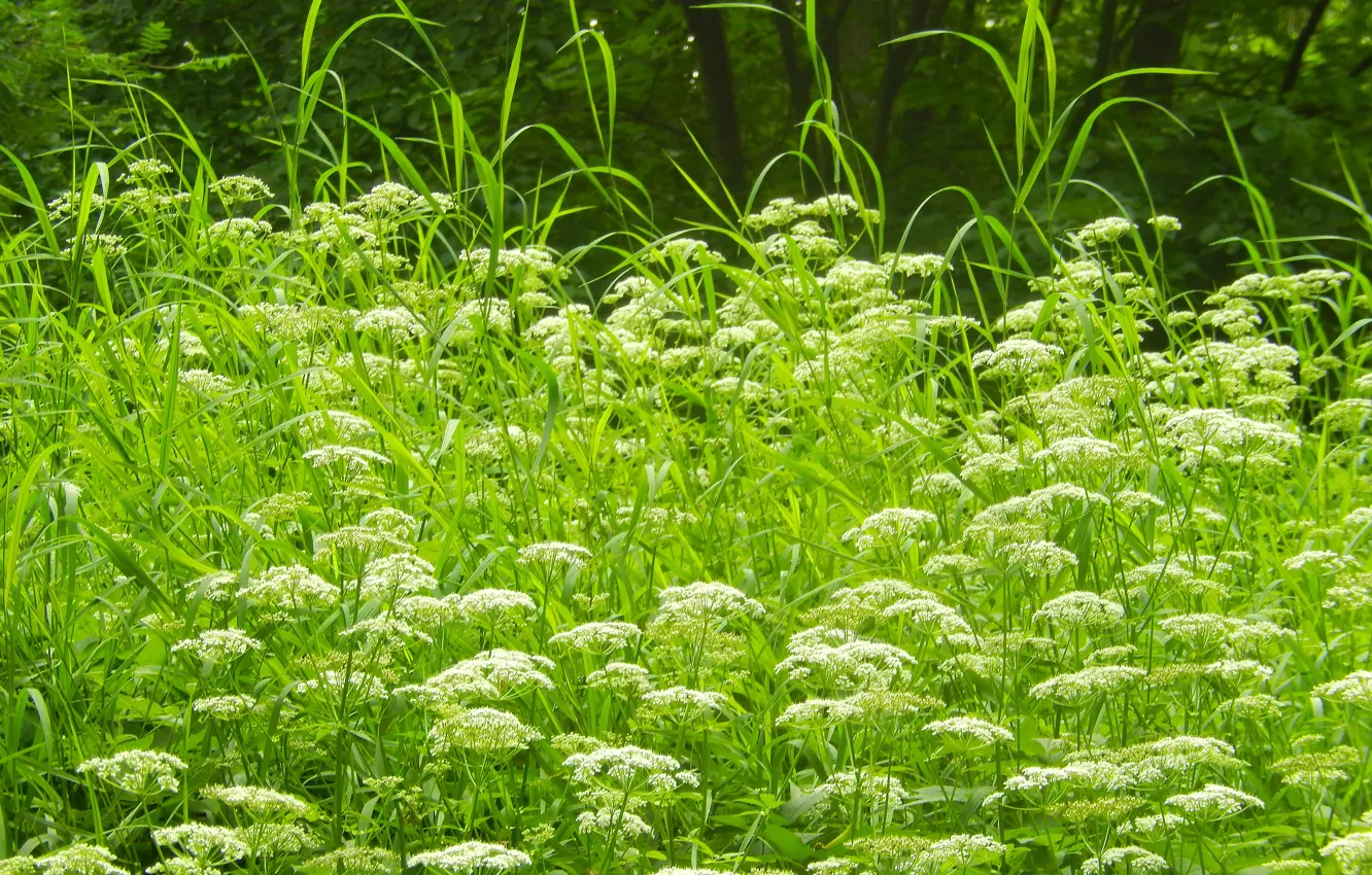 Photo wallpaper summer, grass, trees, flowers, widescreen, Wallpaper, wallpaper, background