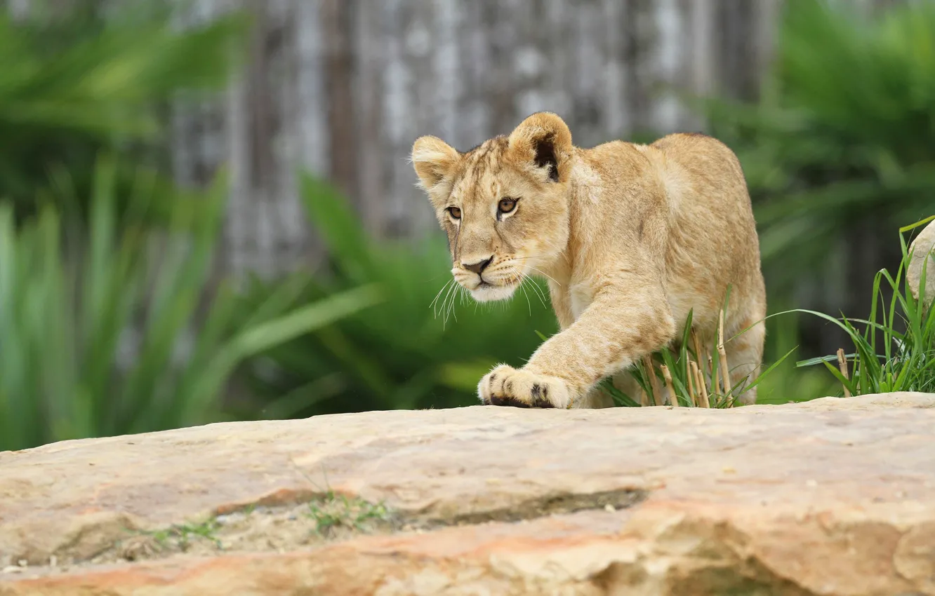 Photo wallpaper pose, background, sweetheart, Leo, log, face, wild cat, zoo