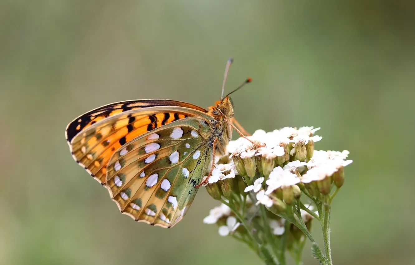 Photo wallpaper macro, flowers, butterfly