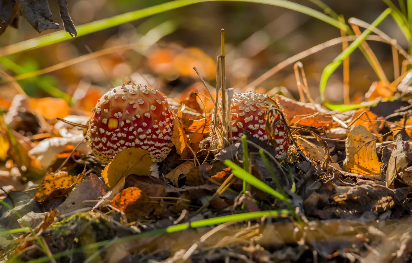 Photo wallpaper autumn, nature, Amanita muscaria, mushrooms