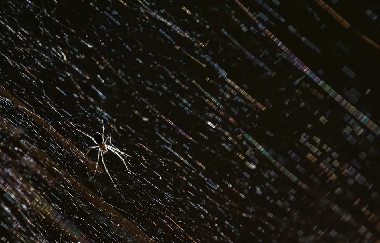 Photo wallpaper background, web, spider